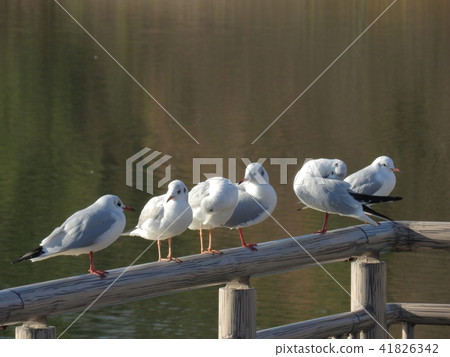 水鳥百合鳥（2017年1月名古屋市，愛知縣） 41826342