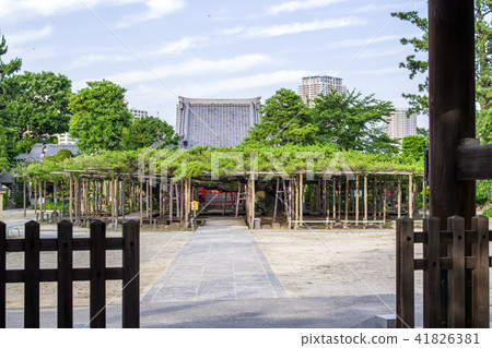影子(毛毛蟲)松樹天然寶藏 影子(毛毛蟲)松樹天然寶藏 41826381