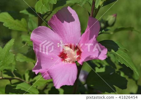 Mukuga（粉紅巨人） 41826454