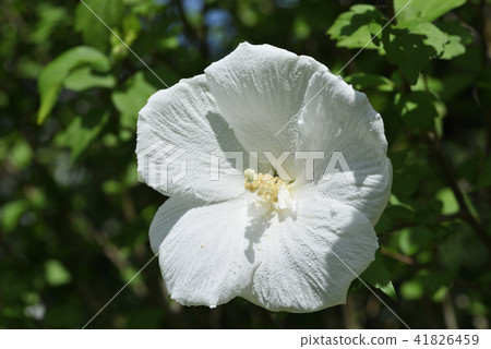 Mukuge (White Daitokuji) 41826459