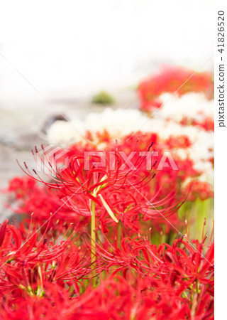Cluster amaryllis 41826520