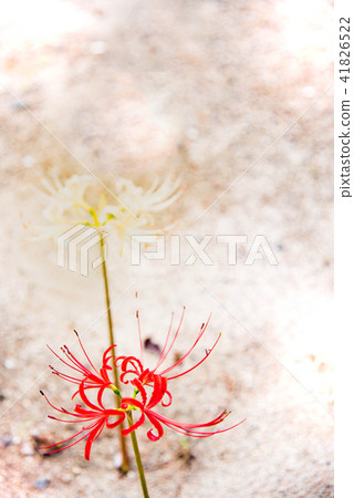 red and white spider lily 41826522