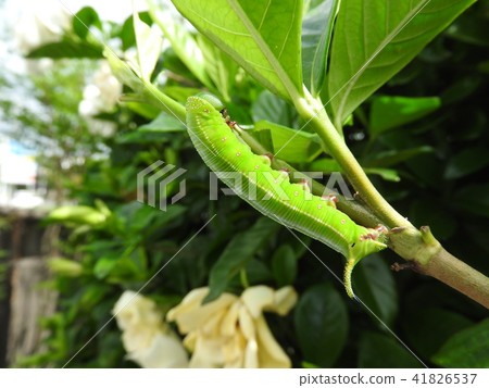 Larvae of "Oosukasiba" to eat leaves of gardenia Larvae of "Oosukasiba" to eat leaves of gardenia 41826537