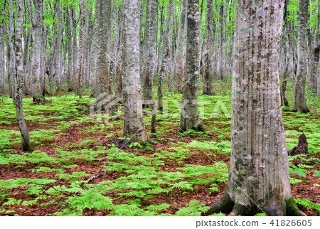 Beech forest of Hakkoda mountain 41826605