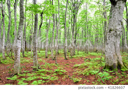 Beech forest of Hakkoda mountain 41826607