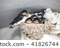 燕子養育 41826744