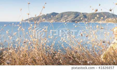 Dry grass and flowers on a sea coast 41826857