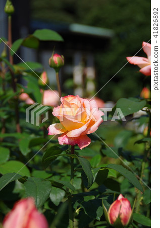 Rose of pink and yellow Rose of pink and yellow 41826892