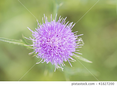 A thistle A thistle 41827200