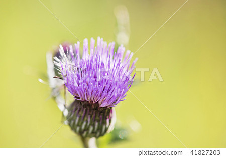  A thistle 41827203