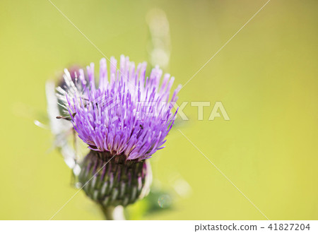  A thistle 41827204
