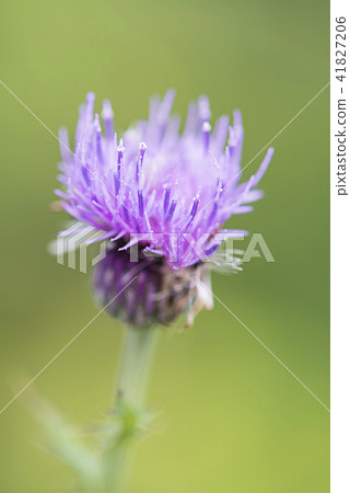 薊 薊 41827206