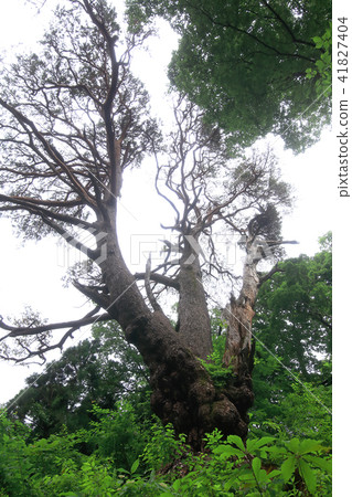 日本最好的松樹 日本最好的松樹 41827404