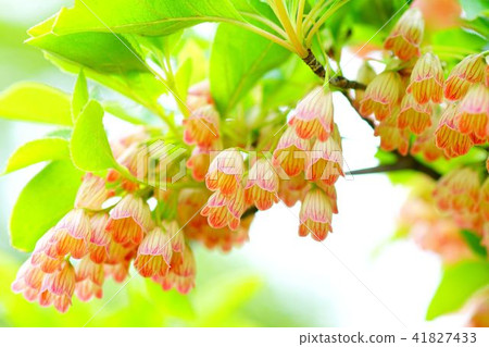 Salad thunderbird 41827433