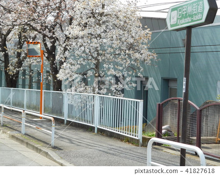 Spring on the Old Koshu Highway in Tachikawa City 41827618