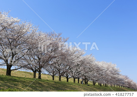 佐倉Namiki藍天 41827757