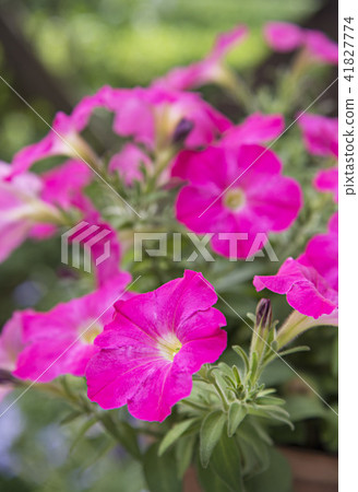 Petunia 41827774