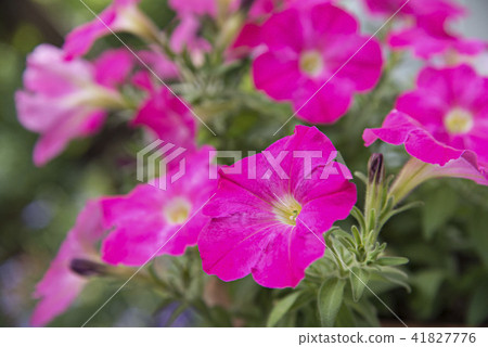 Petunia 41827776