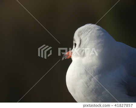 Water bird lily bird (January 2017 Nagoya city, Aichi) 41827857