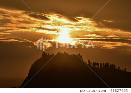 Species coast Reedgezaki Observatory 41827965