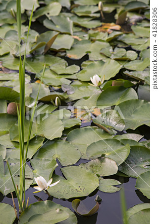 Water lily flowers after the Dazaifu government Water lily flowers after the Dazaifu government 41828306