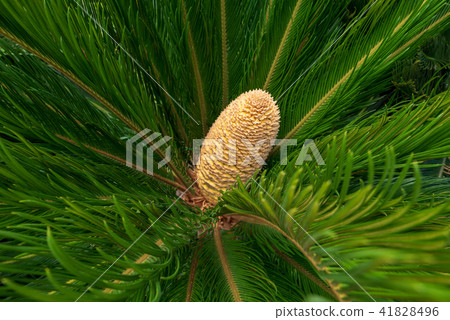 Sago Palm (Cycas revoluta) with male cone. 41828496