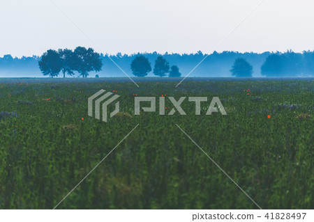 Polish landscape, meadow during foggy down. Polish landscape, meadow during foggy down. 41828497