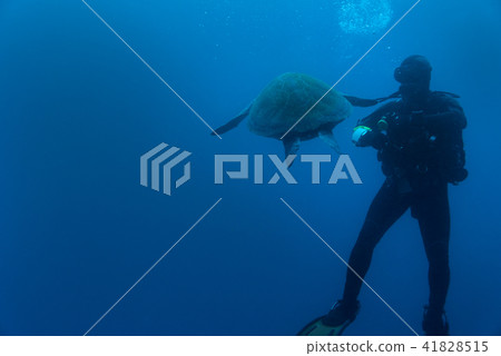 Diver looking at the big turtle in deep blue water Diver looking at the big turtle in deep blue water 41828515