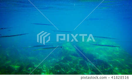 Long group of fish in sea underwater. Long group of fish in sea underwater. 41828516