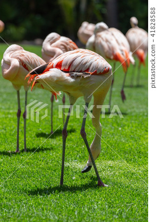 Flamingos birds in zoo park stand on grass. 41828588