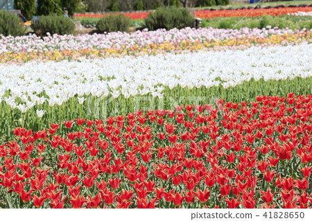 Tulip flower garden Tulip flower garden 41828650