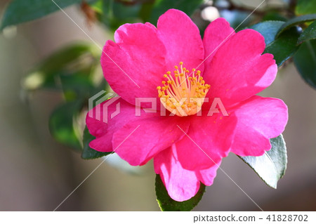 Camellia Camellia 41828702