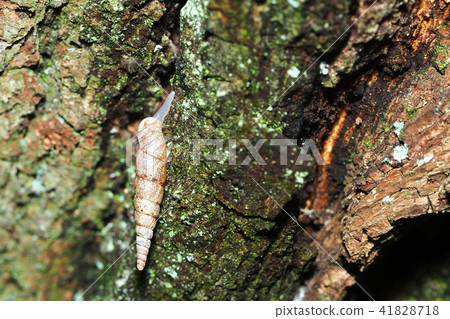 基西莉的研究員 41828718