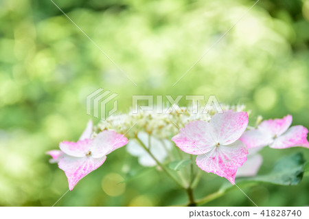繡球花 繡球花 41828740