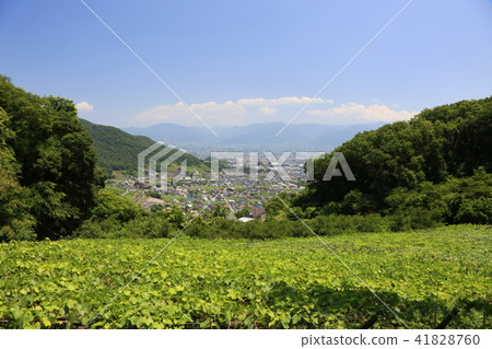 來自Atago山的Kosu盆地 41828760