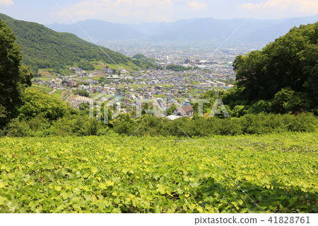 Kosu Basin from Atago Mountain 41828761