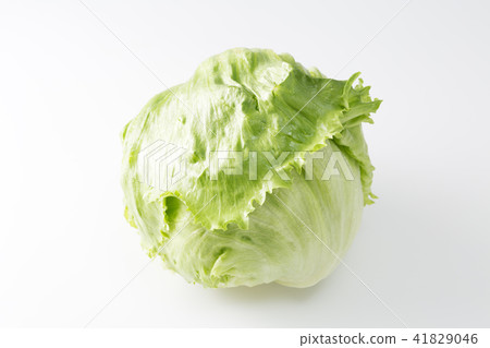 生菜 生菜 41829046
