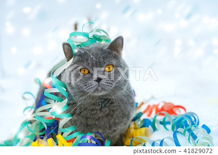 Cat entangled in colorful streamer Cat entangled in colorful streamer 41829072