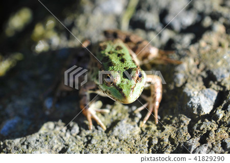 young and green lake frog basking on a rock young and green lake frog basking on a rock 41829290