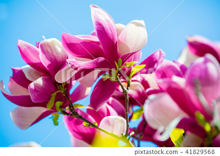 Blossom magnolia flowers against the blue sky Blossom magnolia flowers against the blue sky 41829568