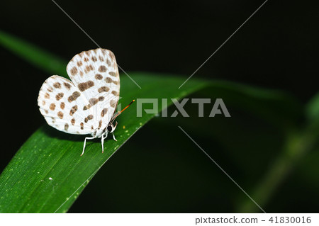 鵝清水 鵝清水 41830016