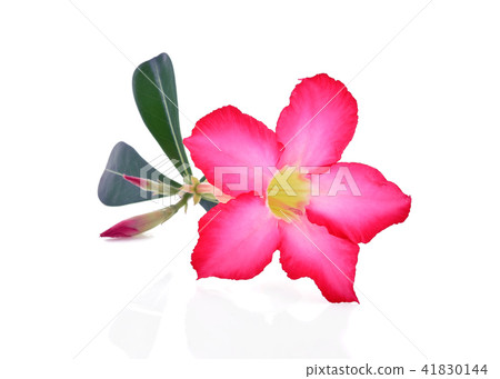 Red Azalea flowers on white. 41830144