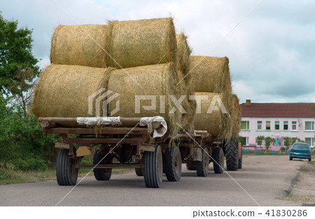 the tractor transports twisted sheaf hay 41830286