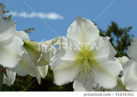 Blue sky and pure white Amaryllis 41830302