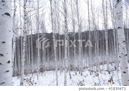 Winter birch forest 41830471