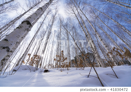 冬天的白樺林 冬天的白樺林 41830472