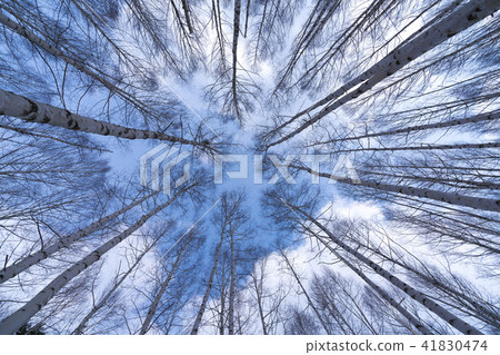 冬天的白樺林 41830474