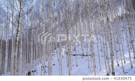 冬天的白樺林 41830475