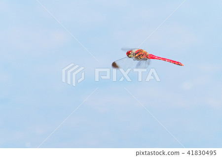 Konoshimetombo (male · flying) Konoshimetombo (male · flying) 41830495