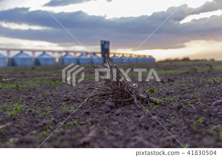 small roots of the field small roots of the field 41830504